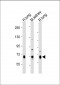 DLL4 Antibody (C-Term)