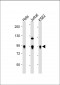 Wee1(S123) Antibody