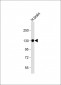 ENPP2 Antibody (Center)