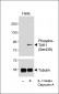 Phospho-TAK1 (Ser439) Antibody