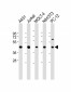 ASS Antibody (Center)