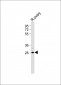 IGFBP4 Antibody (N-term)