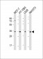 CCND1 Antibody