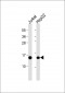 RBX1 Antibody