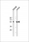 LEF1 Antibody