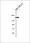 THBS1 Antibody (C-Term)