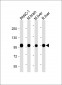 CANX Antibody (C-Term)