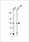 BMP1 Antibody