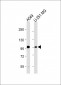 BMP1 Antibody