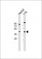 PTGDR Antibody (C-Term)