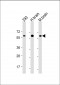 RGMB Antibody