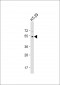 p53 (S376) antibody 