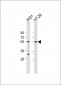 p53 (S376) antibody 