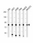 RPS6KA3 (S369) antibody