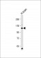 ATP1A4 Antibody (N-Term)