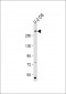 EP300(S1834) antibody