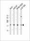 TGFA Antibody (C-Term)