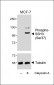 Phospho-SSH3 (Ser37) Antibody