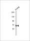 ADAMTS4 Antibody (C-term)