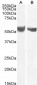 Goat Anti-B7-H3 / CD276 Antibody (C Terminus)