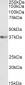 Goat Anti-ATF1 Antibody (N Terminus)