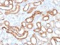 Anti-Ksp-Cadherin / CDH16 Antibody