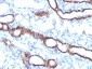 Anti-Ksp-Cadherin / CDH16 Antibody