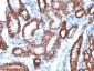 Anti-Ksp-Cadherin / CDH16 Antibody