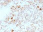 Anti-LH, alpha (Luteinizing Hormone, alpha) Antibody