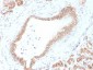 Anti-Catenin, beta (p120) Antibody