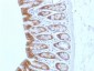 Anti-Catenin, beta (p120) Antibody