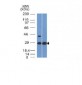 Anti-Erythropoietin (EPO) Antibody