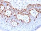 Anti-MART-1 / Melan-A / MLANA Antibody
