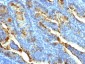Anti-FSH-Receptor (Ovarian Marker) Antibody