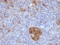 Anti-Ferritin, Light Chain (FTL) (Microglia Marker) Antibody