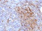 Anti-Ferritin, Light Chain (FTL) (Microglia Marker) Antibody
