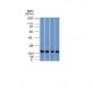 Anti-Ferritin, Light Chain (FTL) (Microglia Marker) Antibody