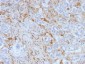 Anti-Ferritin, Light Chain (FTL) (Microglia Marker) Antibody