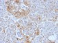 Anti-Ferritin, Light Chain (FTL) (Microglia Marker) Antibody