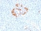 Anti-Ferritin, Light Chain (FTL) (Microglia Marker) Antibody