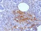 Anti-Ferritin, Light Chain (FTL) (Microglia Marker) Antibody