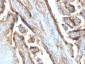 Anti-Galectin-13 (GAL13) / Placental Protein 13 (PP13) Antibody
