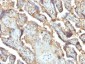 Anti-Galectin-13 (GAL13) / Placental Protein 13 (PP13) Antibody