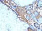 Anti-Glycophorin A / CD235a (Erythrocyte Marker) Antibody