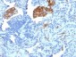 Anti-CD209 / DC-SIGN Antibody