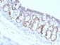 Anti-FOXA1 / HNF3A Antibody
