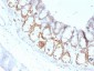 Anti-FOXA1 / HNF3A Antibody