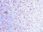 Anti-CD11c (Dendritic Cell Marker) Antibody