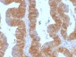 Anti-Ep-CAM / CD326 (Extracellular Domain) Antibody