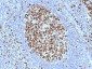 Anti-MCM7 / CDC47 Antibody